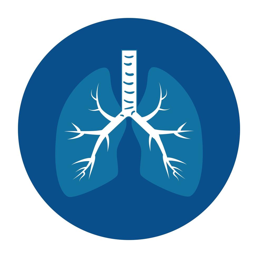 lungs, internal organ of the human, anatomy medicine concept vector