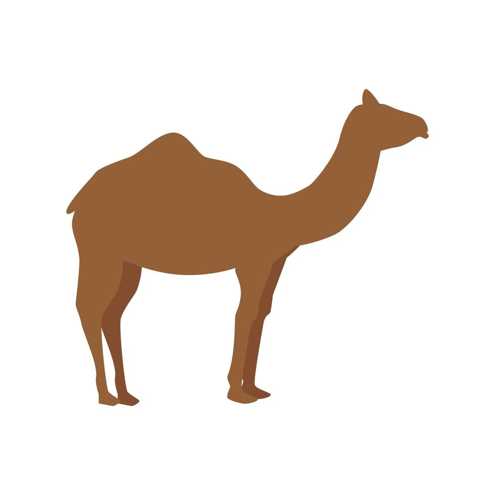 silhouette camel in walking pose on white background vector