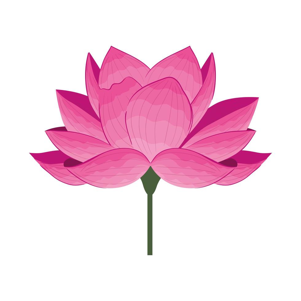 color rosa flor, concepto de primavera sobre fondo blanco vector