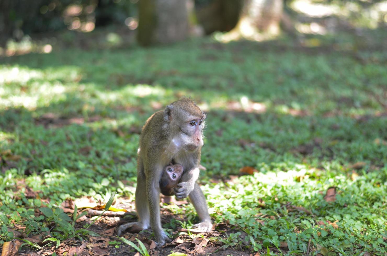 el mono trae a su hijo o bebé mientras encuentra comida foto