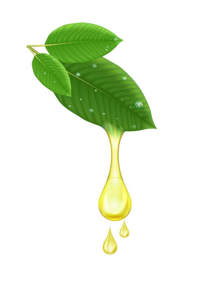 Oil drop from fresh green Kratom leaf Mitragyna speciosa Plant herbal alternative, narcotics, painkiller. Medical concept. Realistic 3D vector. Isolated on white background. vector