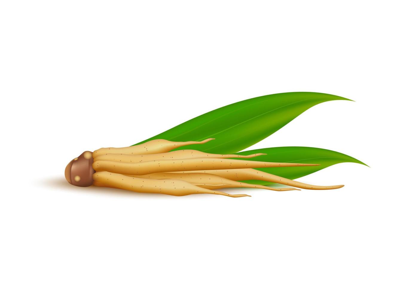 Kaempferia fresh. Ginger root herbal with fresh rhizome Fingerroot, Boesenbergia rotunda Vegetable and Herb for Seasoning in Cooking. Isolated on white background. 3D vector illustration.