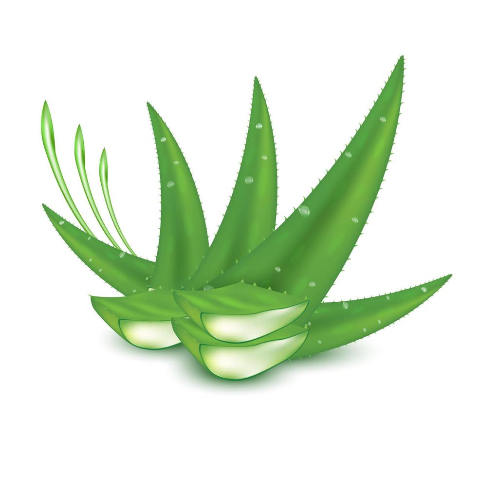 planta de aloe vera verde fresco. Suero de colágeno y vitaminas. cuidado de la piel, producto cosmético de belleza. conceptos médicos y suplementos de salud. sobre un fondo blanco ilustración vectorial 3d realista. vector