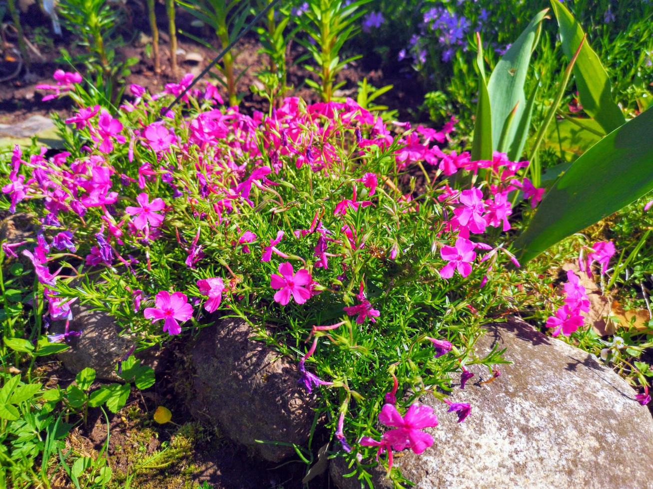 arbusto de pequeñas flores de primavera o verano en el jardín. colina alpina, rocosa. flores fucsias, hierba y vegetación foto