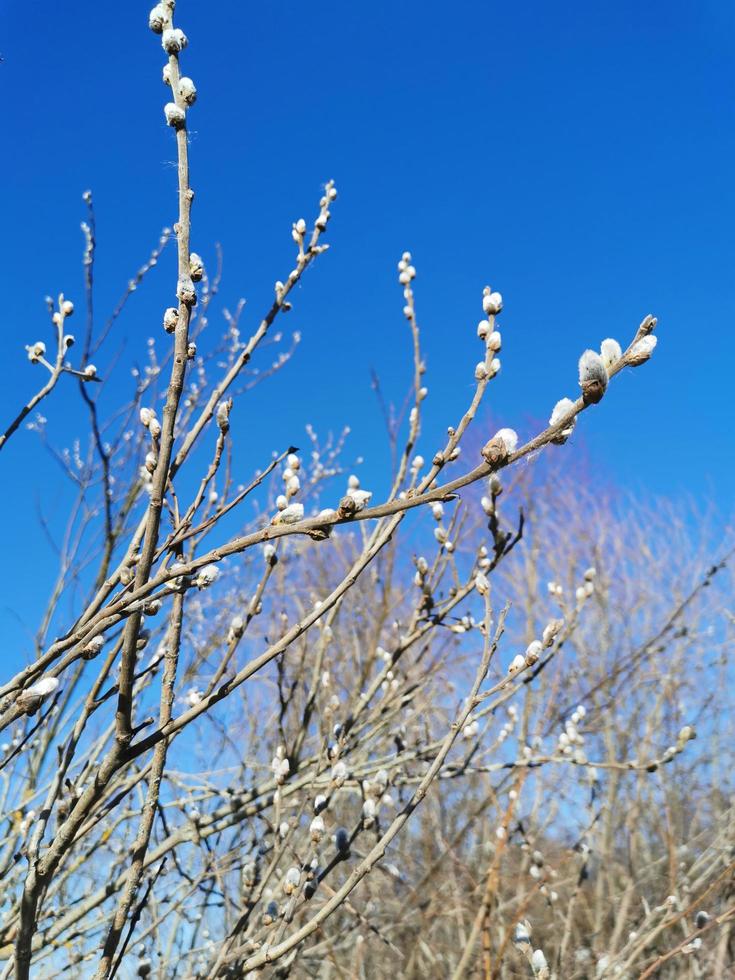 Verba branches. Willow twigs with buds.Blue sky photo