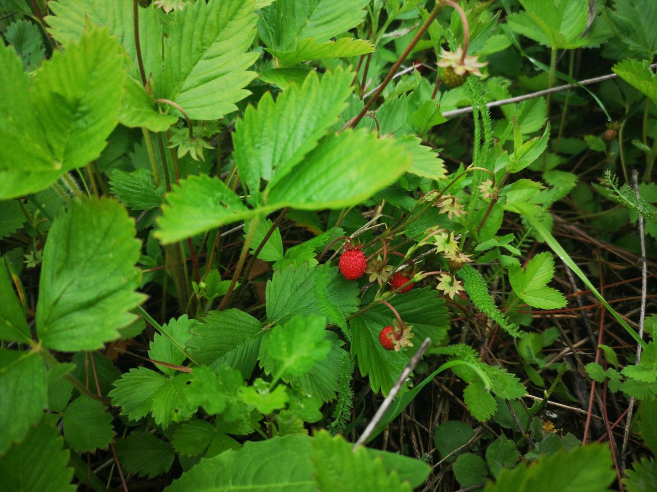 Wild strawberries on a background of leaves. Small single berry. Ripe strawberries photo