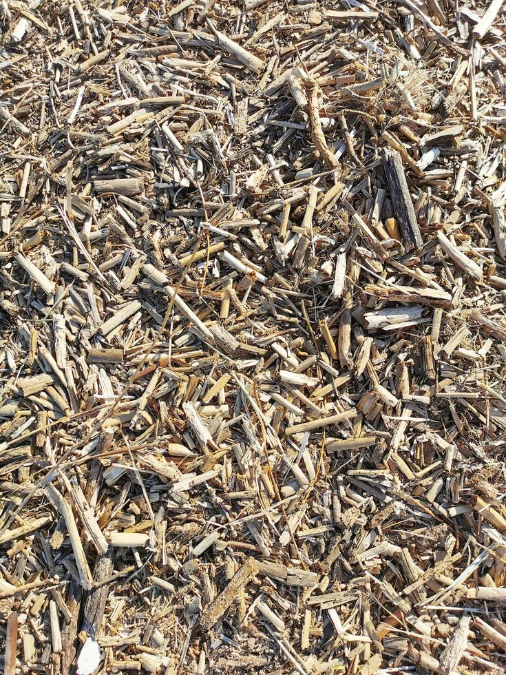 Background of pieces of dry reeds.Small dry grass.Vegetation in spring photo