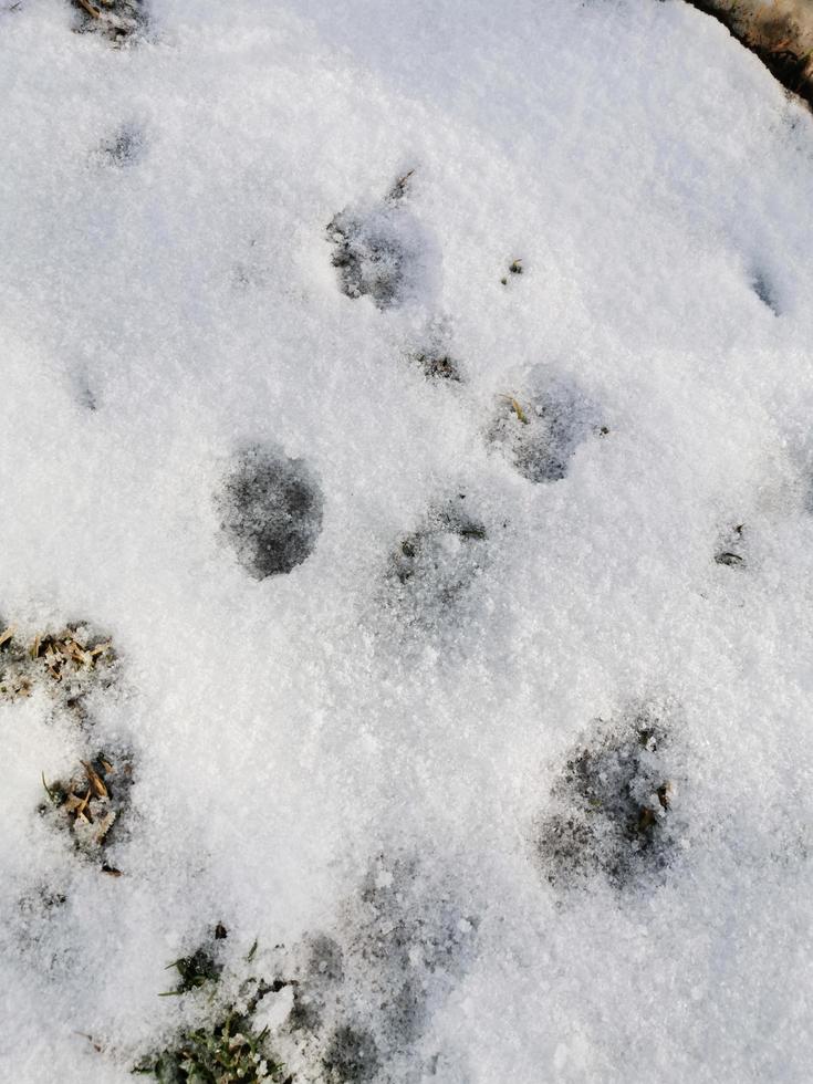 Different animal tracks on the melting snow in the spring. Thin layer of snow. photo