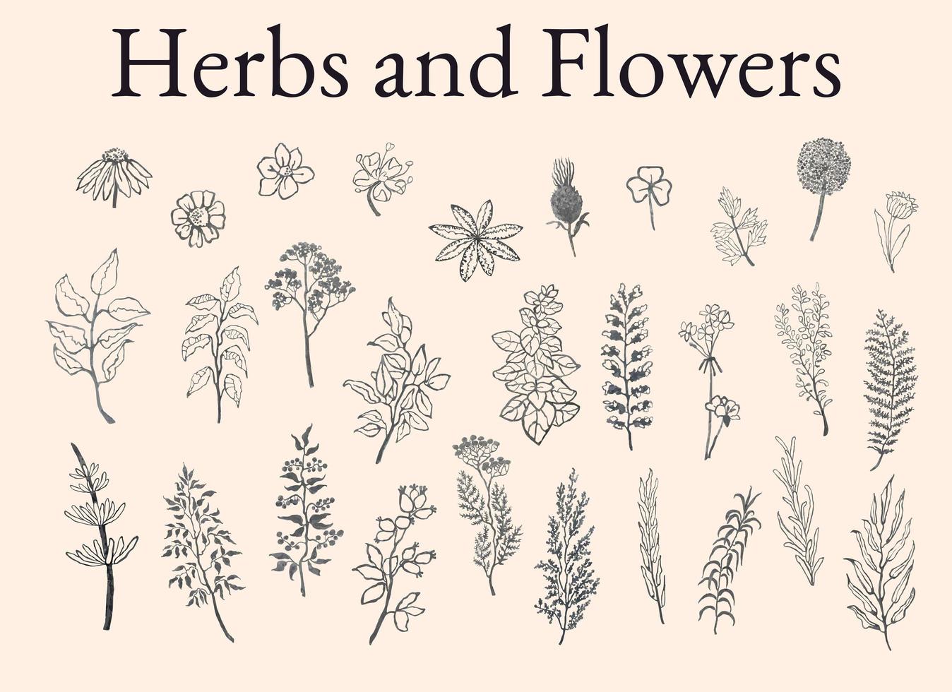 Hand sketched medicinal herbs banner design Vector mint plants sketches -  stock vector 3017316 | Crushpixel