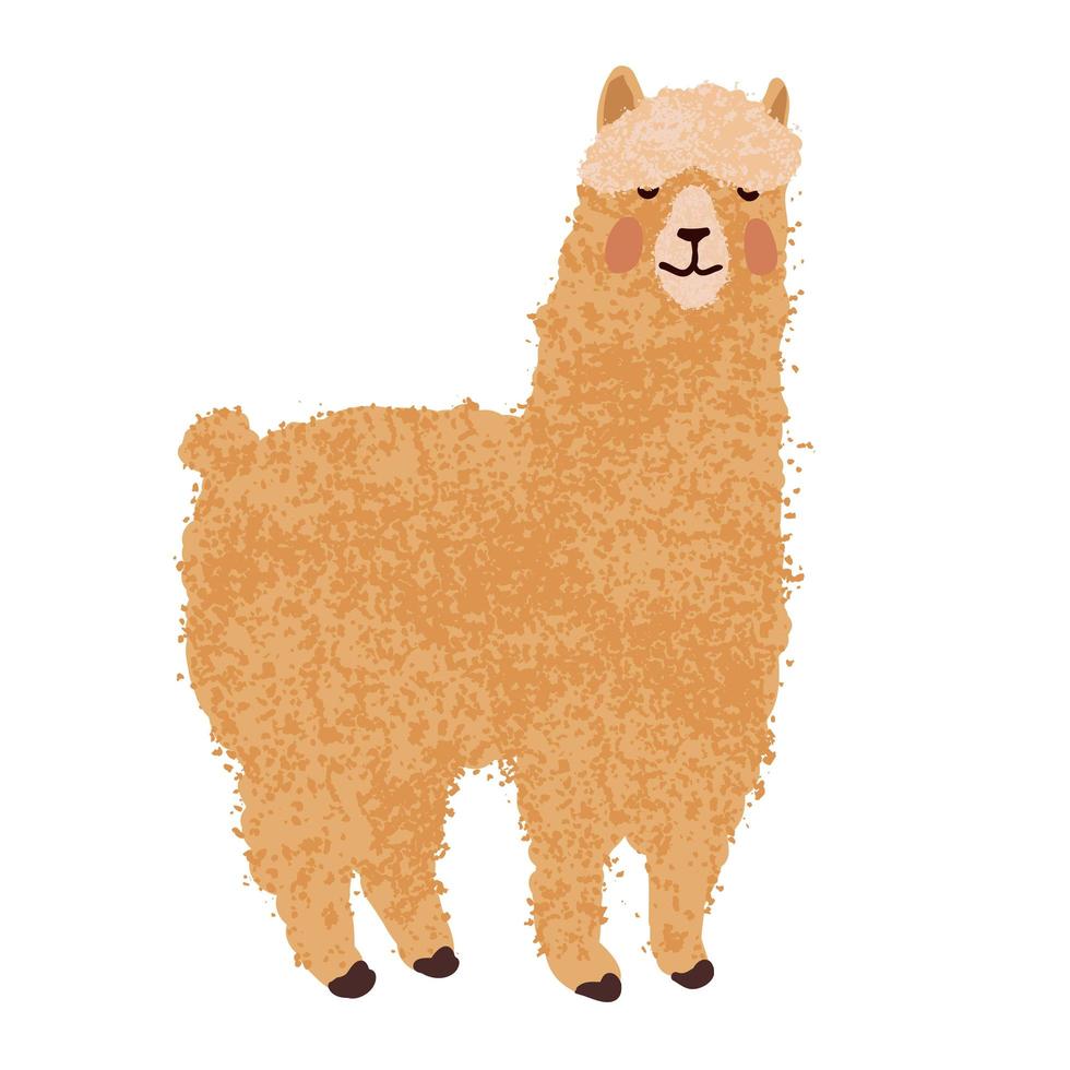 Lama Colorful Illustration vector