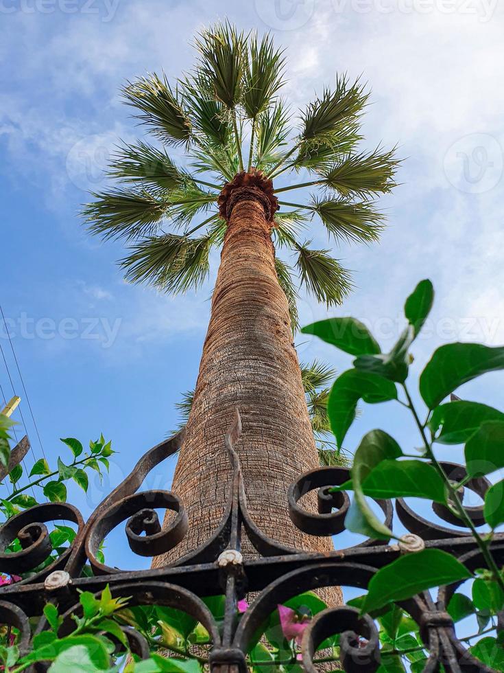 Bottom-up view of a beautiful palm tree with blue sunny sky and a fence. photo
