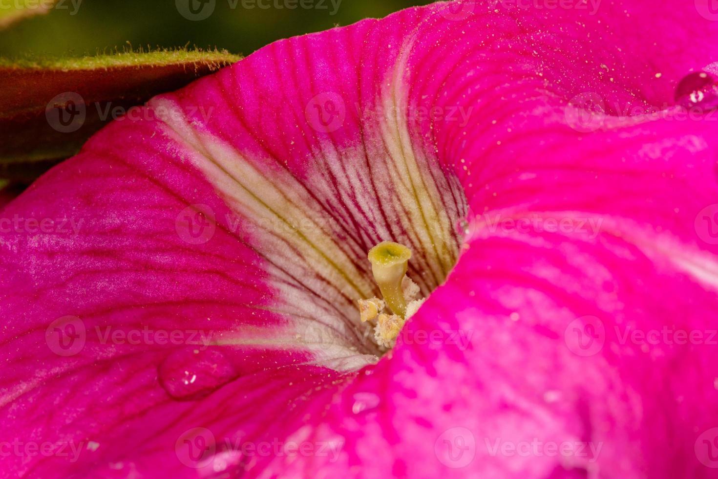 Close-up of a blooming petunia flower with droplets in the nature in Bulgaria. photo