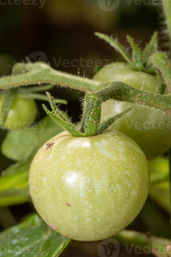 manojo de grandes tomates verdes en un árbol, cultivando tomates seleccionados en un invernadero en bulgaria. foto