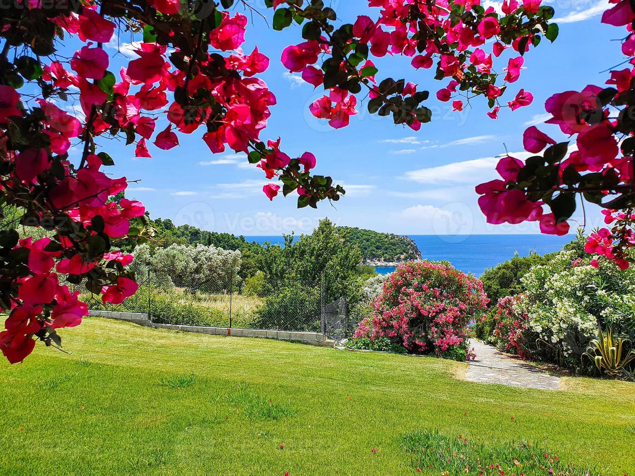 Idyllic sea view of the coastline on Skopelos island, beautiful island scenery in Aegian Sea, Greece. photo