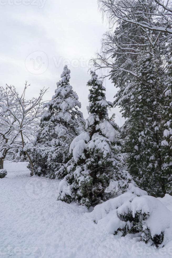 copas de árboles cubiertas de nieve en el jardín botánico de invierno, minsk foto