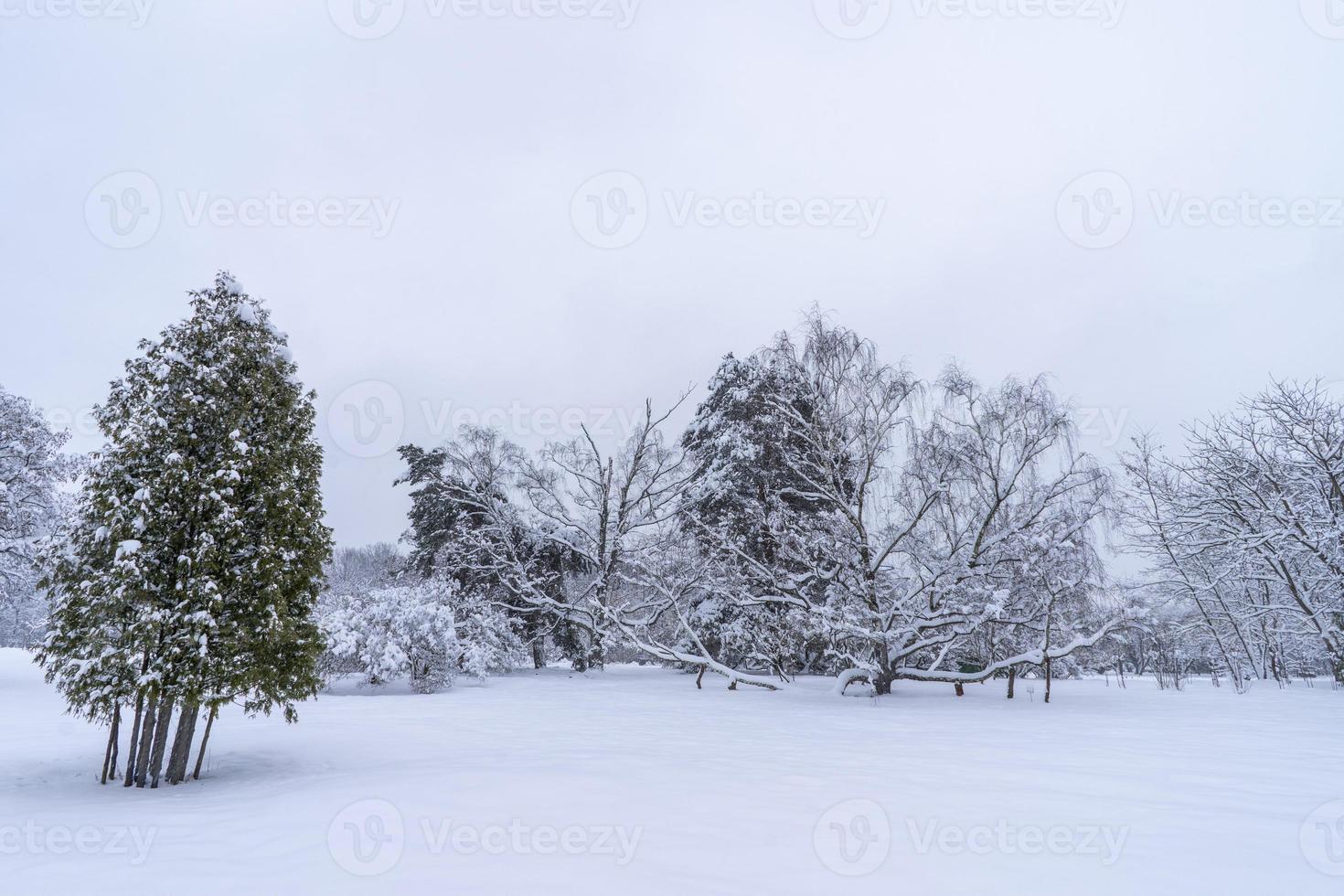 copas de árboles cubiertas de nieve en el jardín botánico de invierno, minsk foto