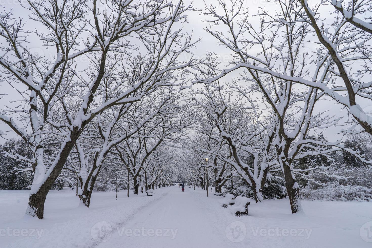 Snow-covered tree crowns in the Winter Botanical Garden, Minsk photo