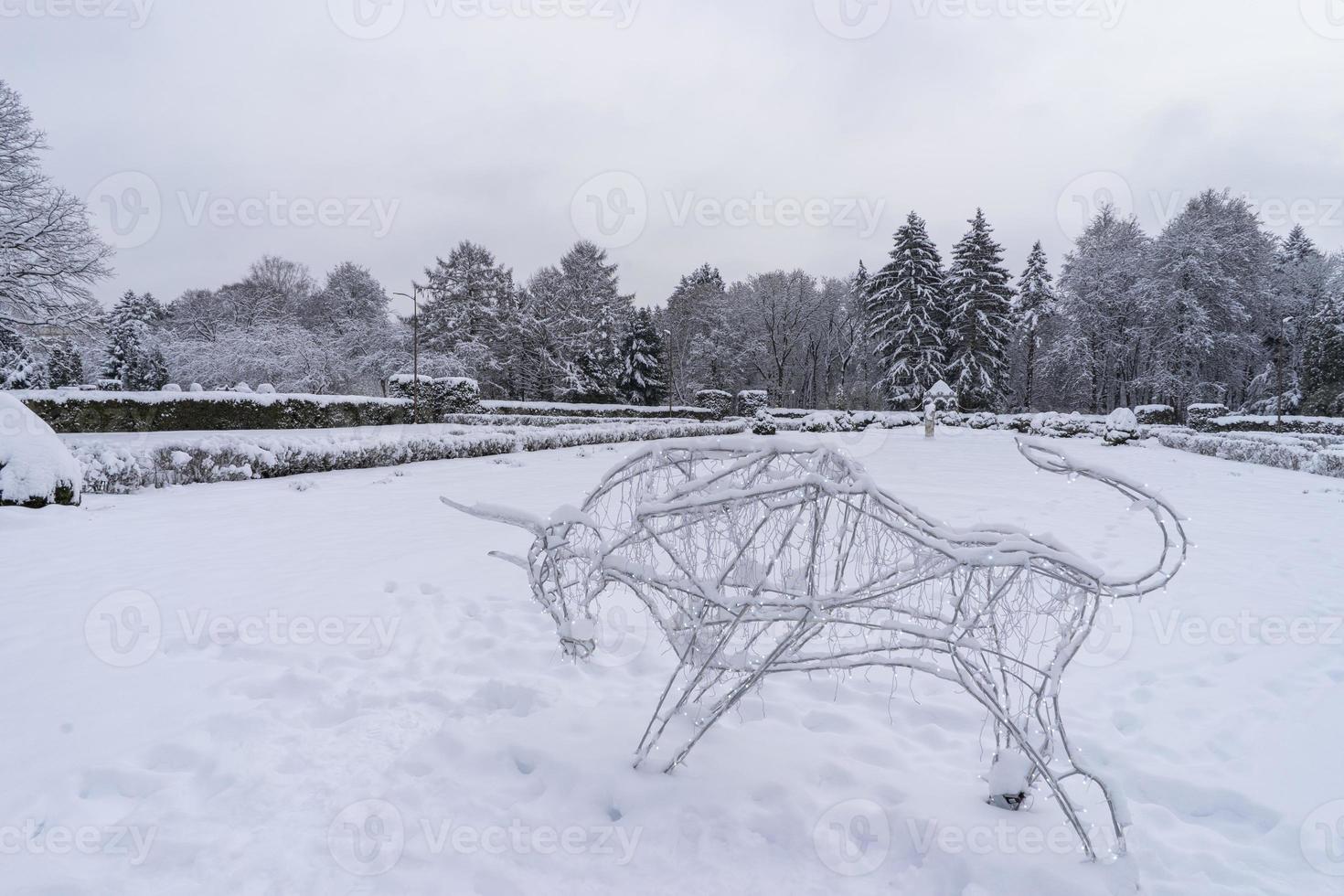 Snow-covered tree crowns in the Winter Botanical Garden, Minsk photo