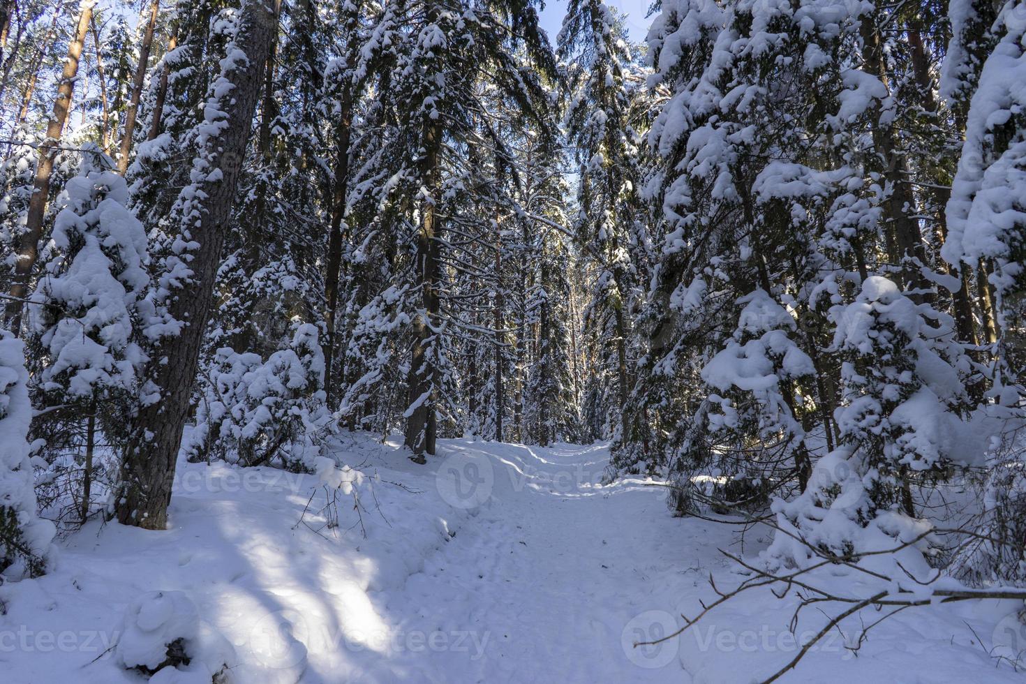 Winter forest in Belarus, ecological trail Blue Lakes photo