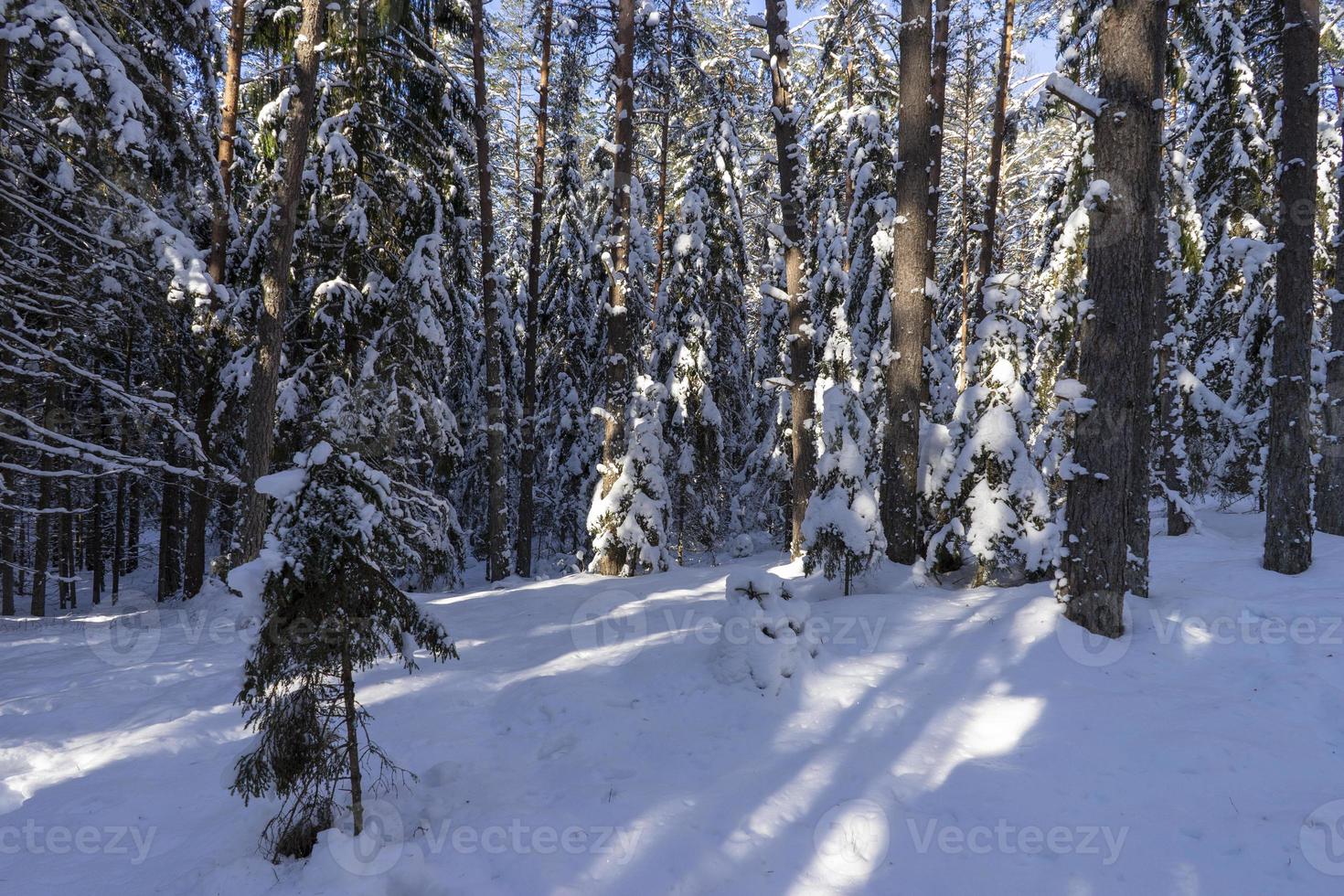 bosque de invierno en bielorrusia, sendero ecológico lagos azules foto