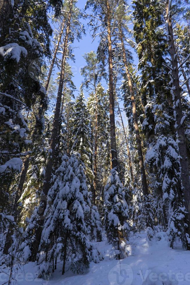 Winter forest in Belarus, ecological trail Blue Lakes photo