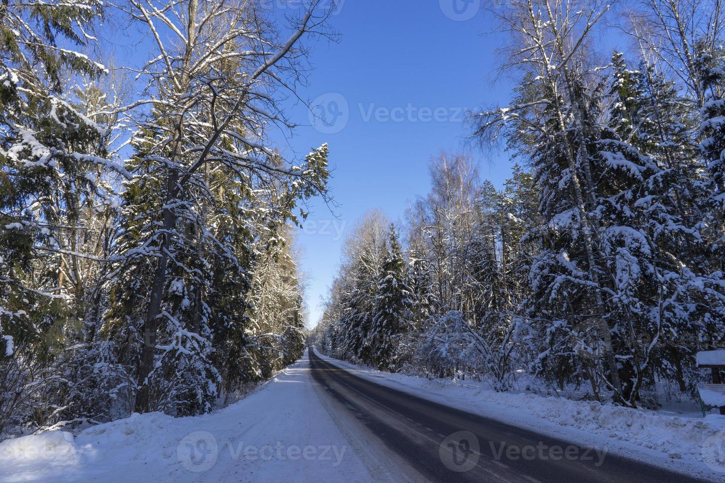 Winter forest in Belarus, ecological trail Blue Lakes photo