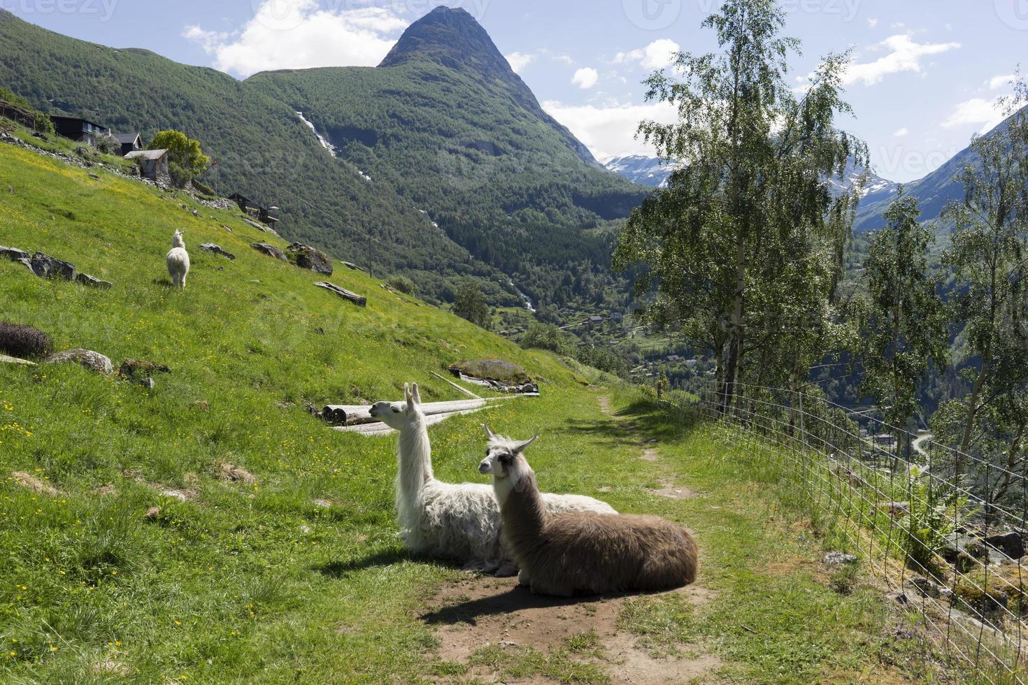 geiranger es un pequeño pueblo turístico en la región de sunnmore de noruega. foto