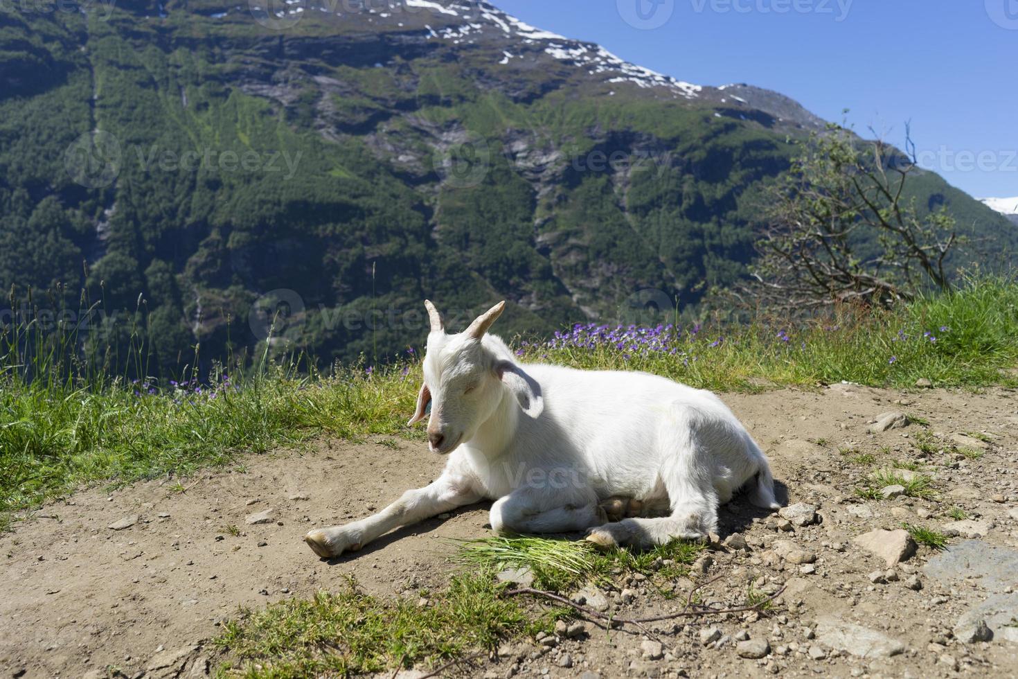 Small farm in Sunnmore region of Norway. photo