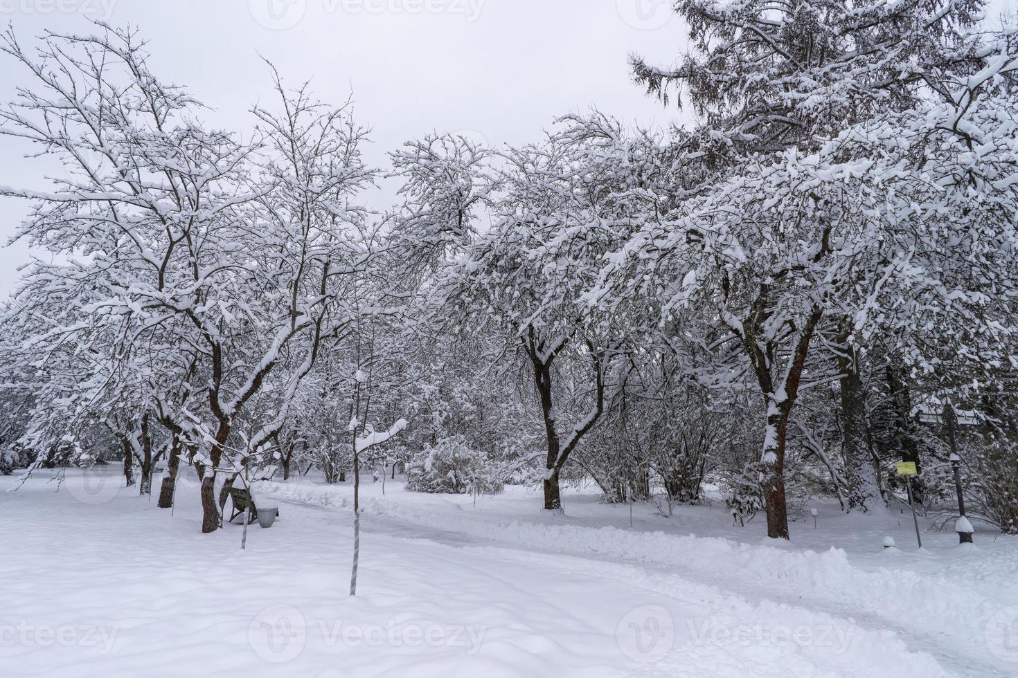 Snow-covered tree crowns in the Winter Botanical Garden, Minsk photo