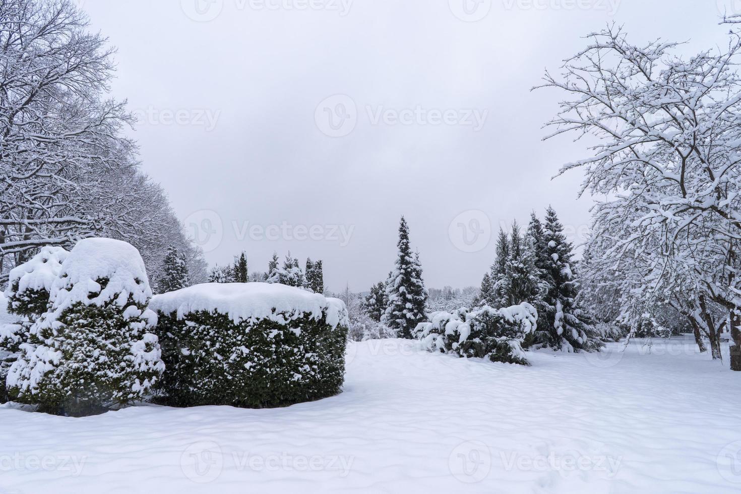 copas de árboles cubiertas de nieve en el jardín botánico de invierno, minsk foto