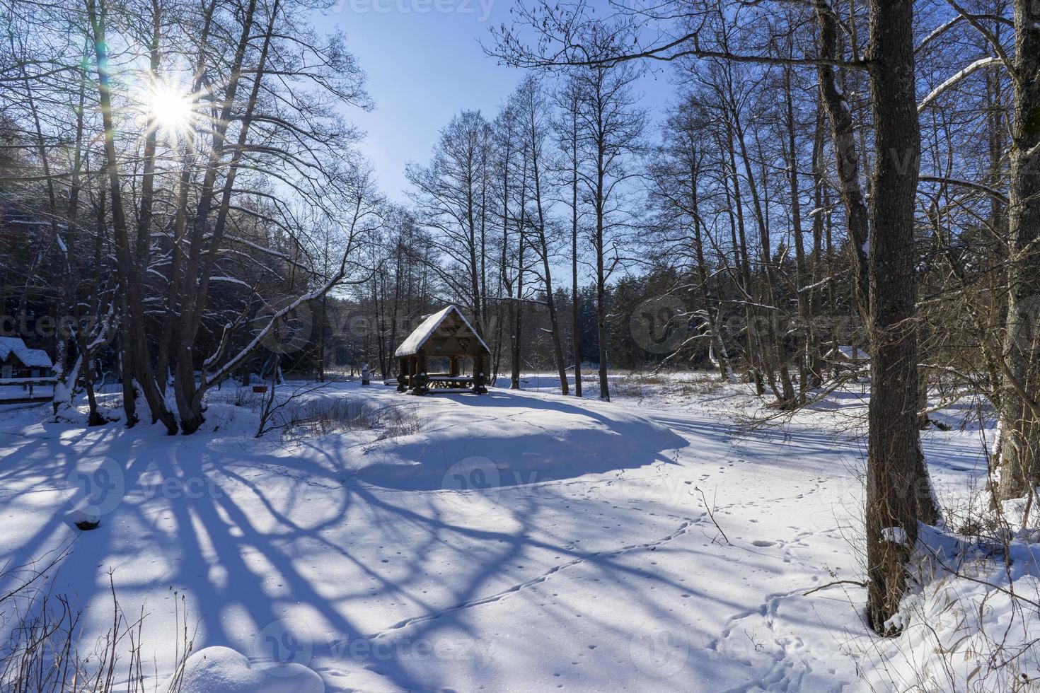 bosque de invierno en bielorrusia, sendero ecológico lagos azules foto