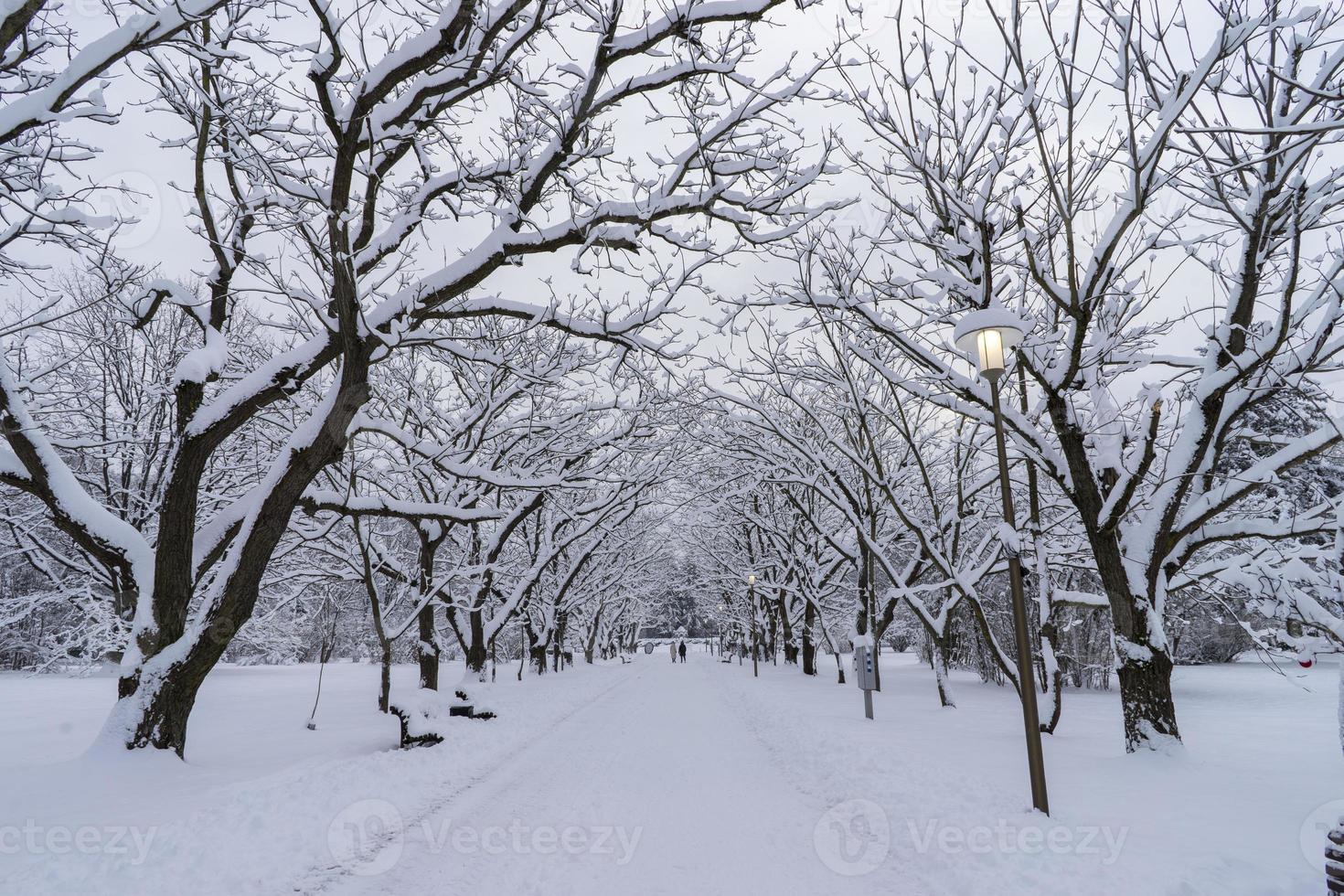 copas de árboles cubiertas de nieve en el jardín botánico de invierno, minsk foto