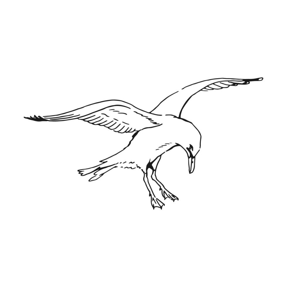 Sketch of flying seagulls. Hand drawn illustration converted to vector. Line art style isolated on white background. vector