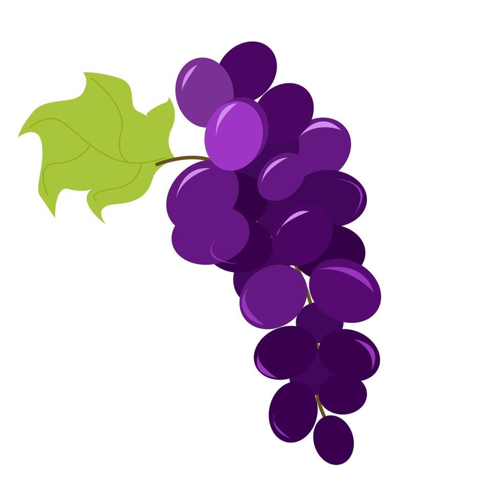 A branch of ripe purple grapes with a leaf. vector