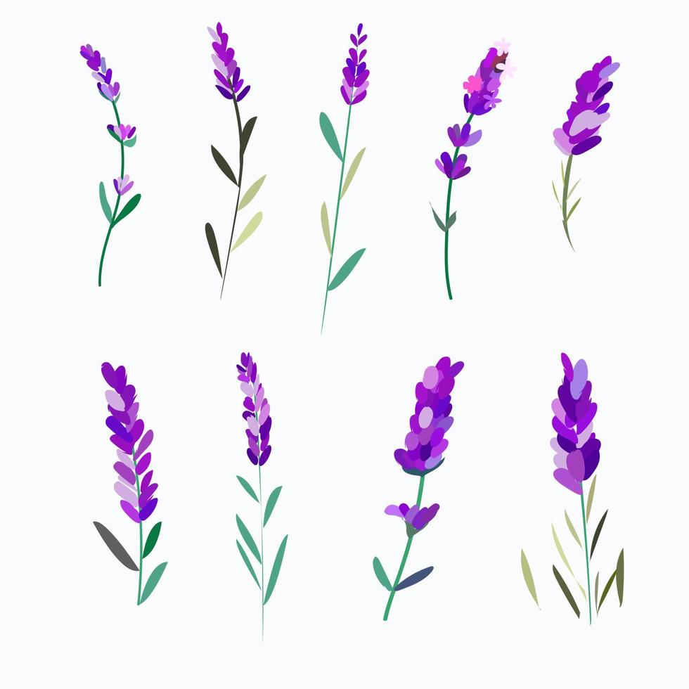 Set of elements of flowers and leaves of lavender for design. vector