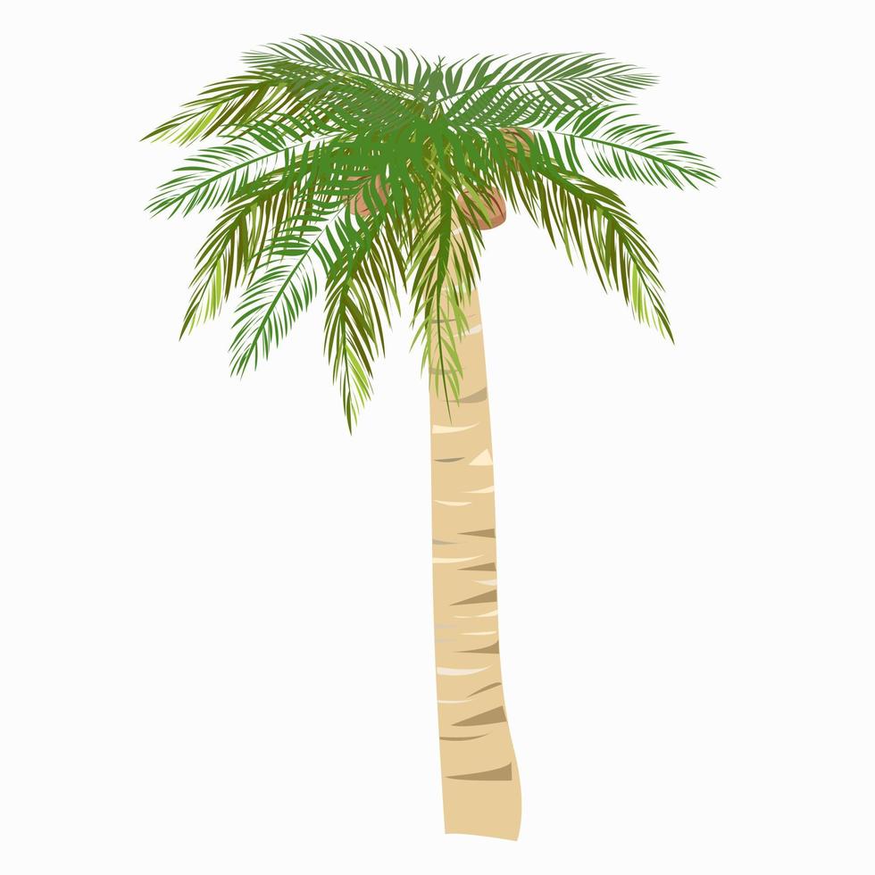 Green tropical coconut palm with coconuts. vector