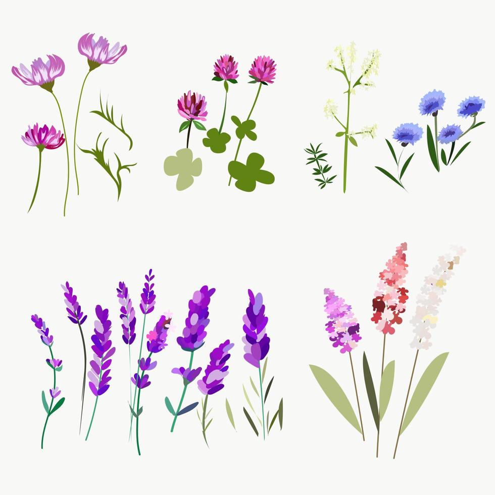 Set of elements flowers and leaves cosmos clover and lavender for design. vector