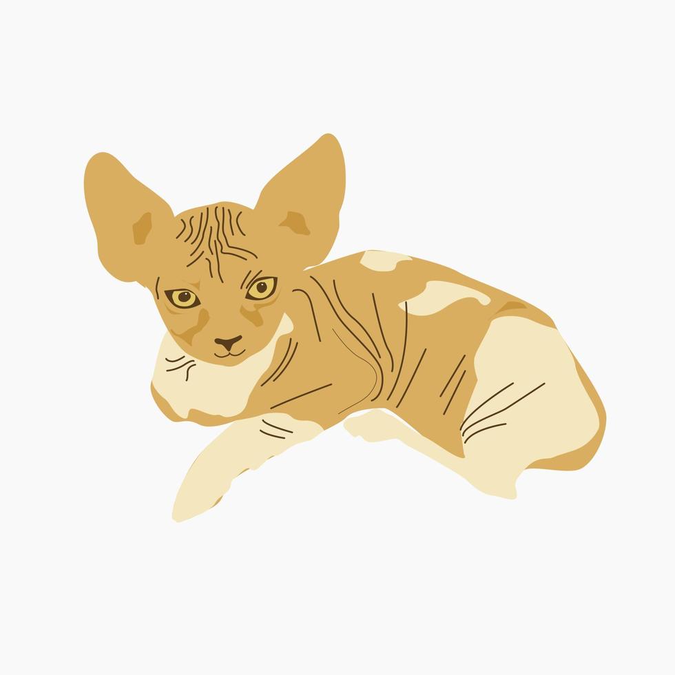 Beige cat without fur on a white background. Breed smooth skin. vector