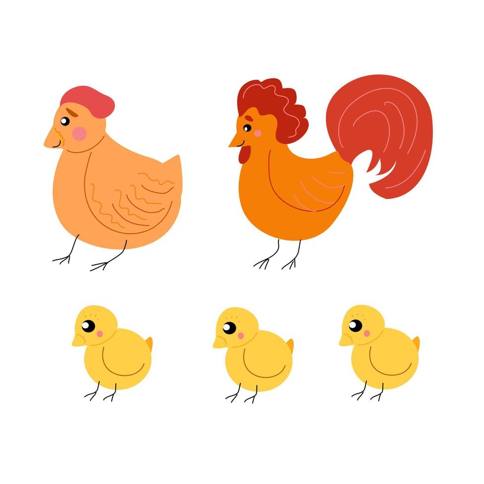 gallo con gallina y pollitos sobre un fondo blanco. vector