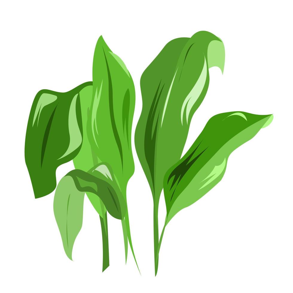 Aspidistra lily of the valley is a green houseplant. vector