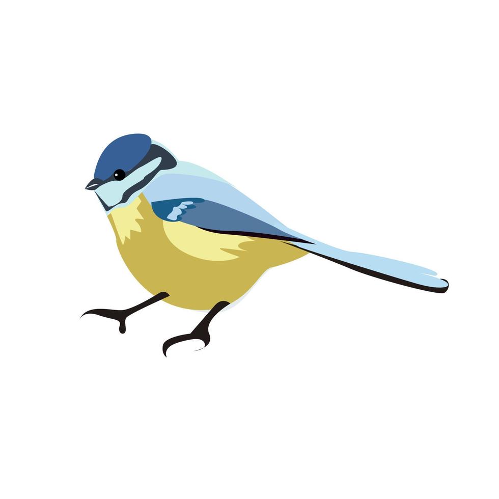 Titmouse bird on a white background. vector