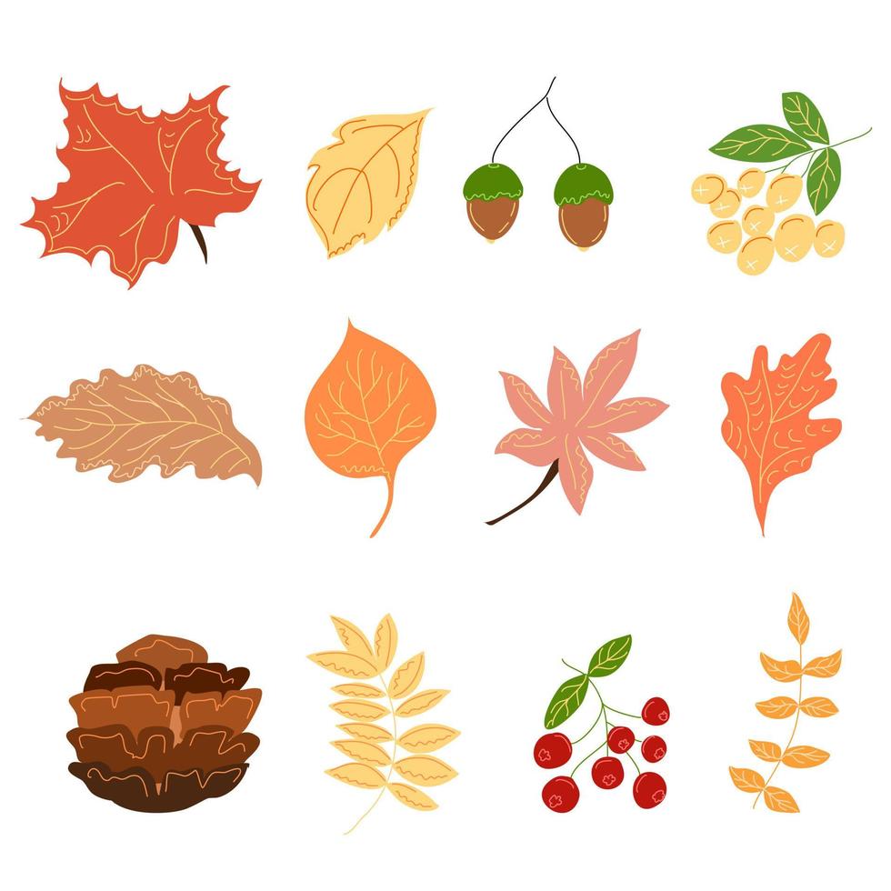 A set of autumn leaves and berries and acorns. vector