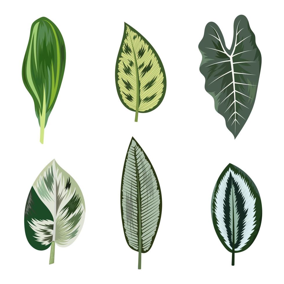 Collection of beautiful tropical leaves isolated on white background. vector