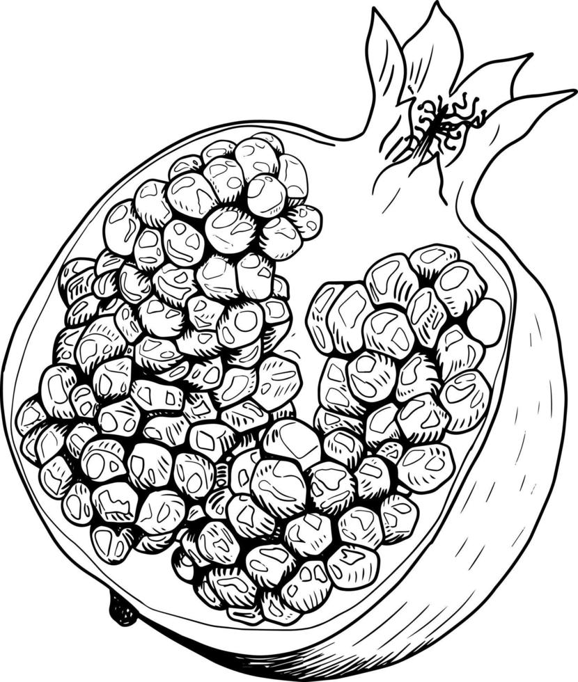 Pomegranate fruit, half of the fruit, in section. vector