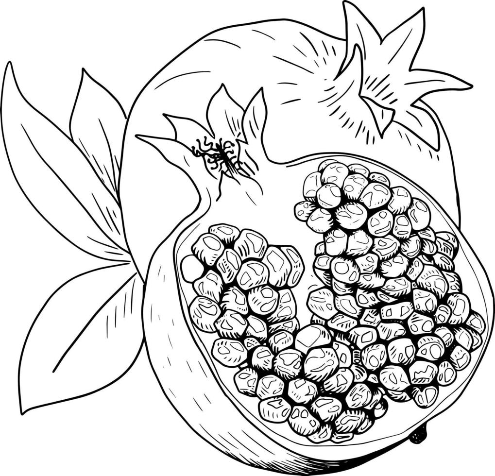 Pomegranate fruit, whole fruit and half of the fruit vector