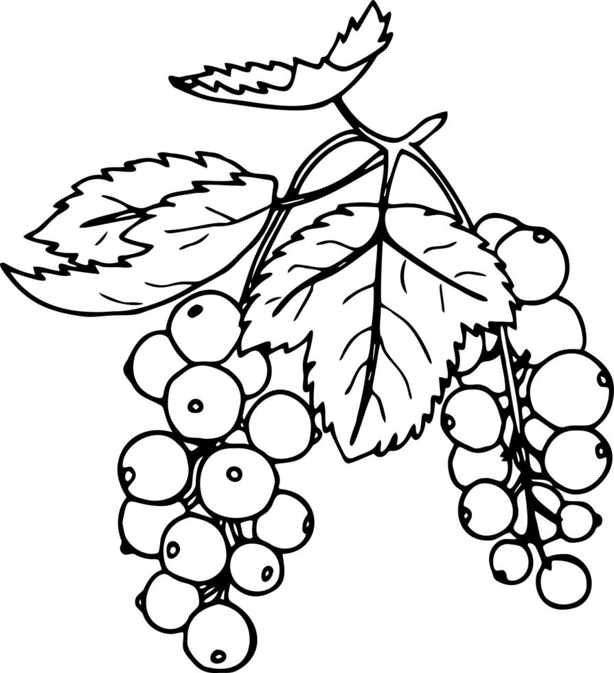 Currant illustration, hand-drawn. Black and white sketch of a garden berry. vector