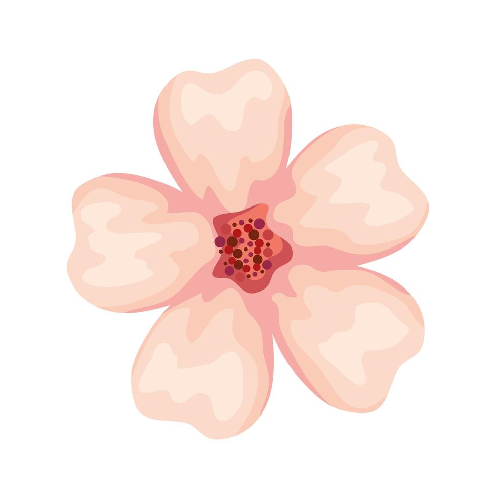 beauty pink flower vector