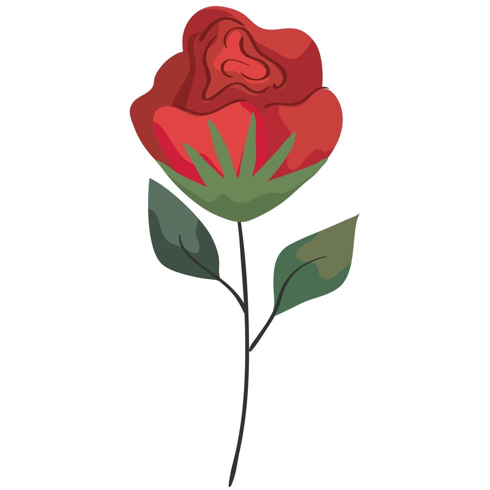 red rose flower vector