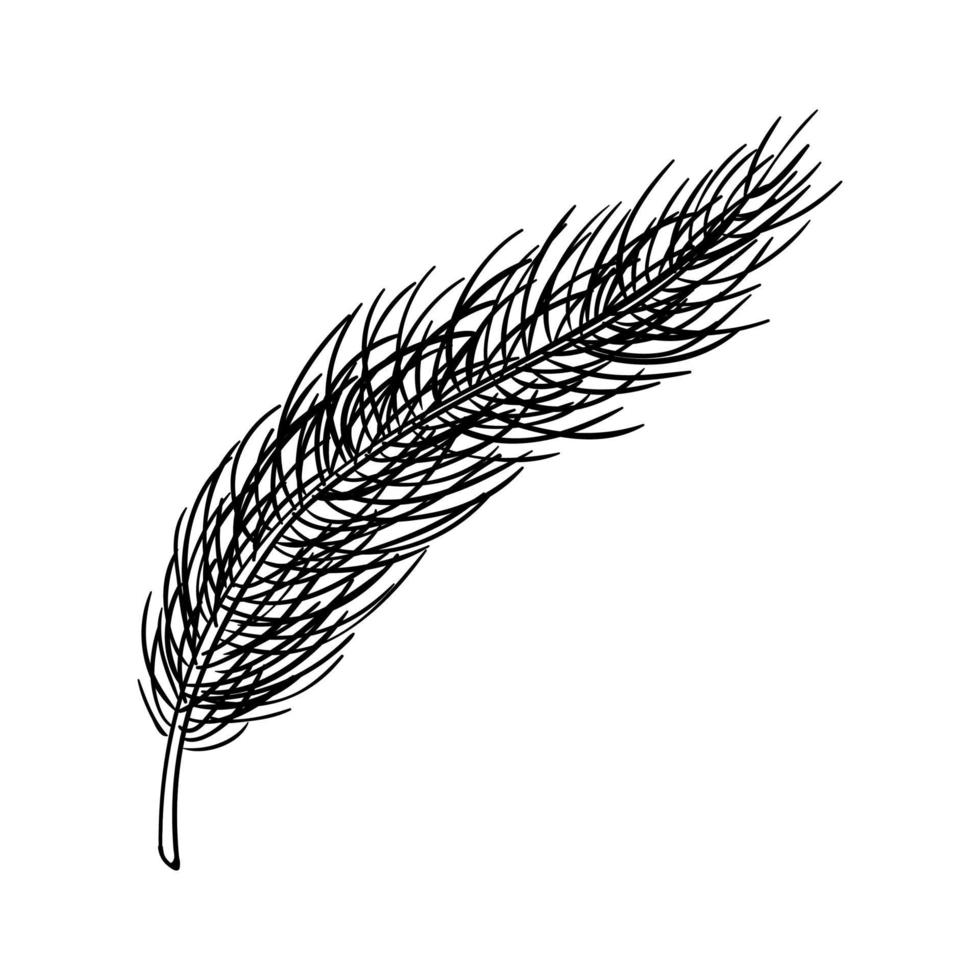 Pine tree branches set of hand drawn illustrations. Christmas winter ink vector doodles collection
