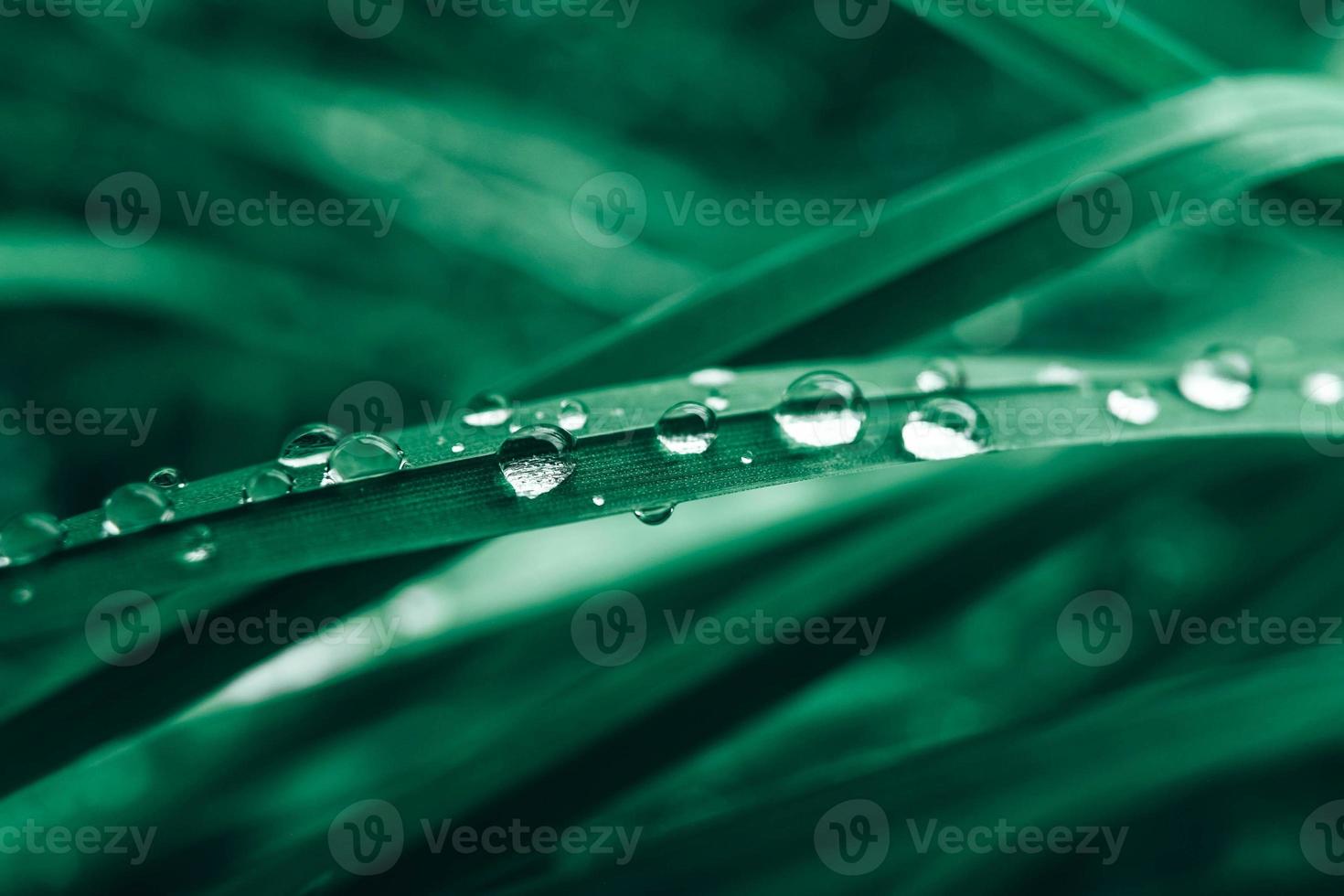 gotas de rocío en la imagen de primer plano de la hierba verde. hierba fresca con gotas de rocío foto